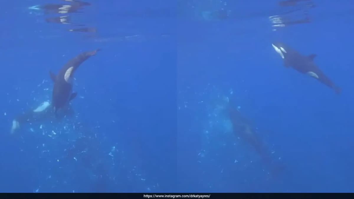 Orcas Unveil Unique Hunting Technique by Exploding Sunfish