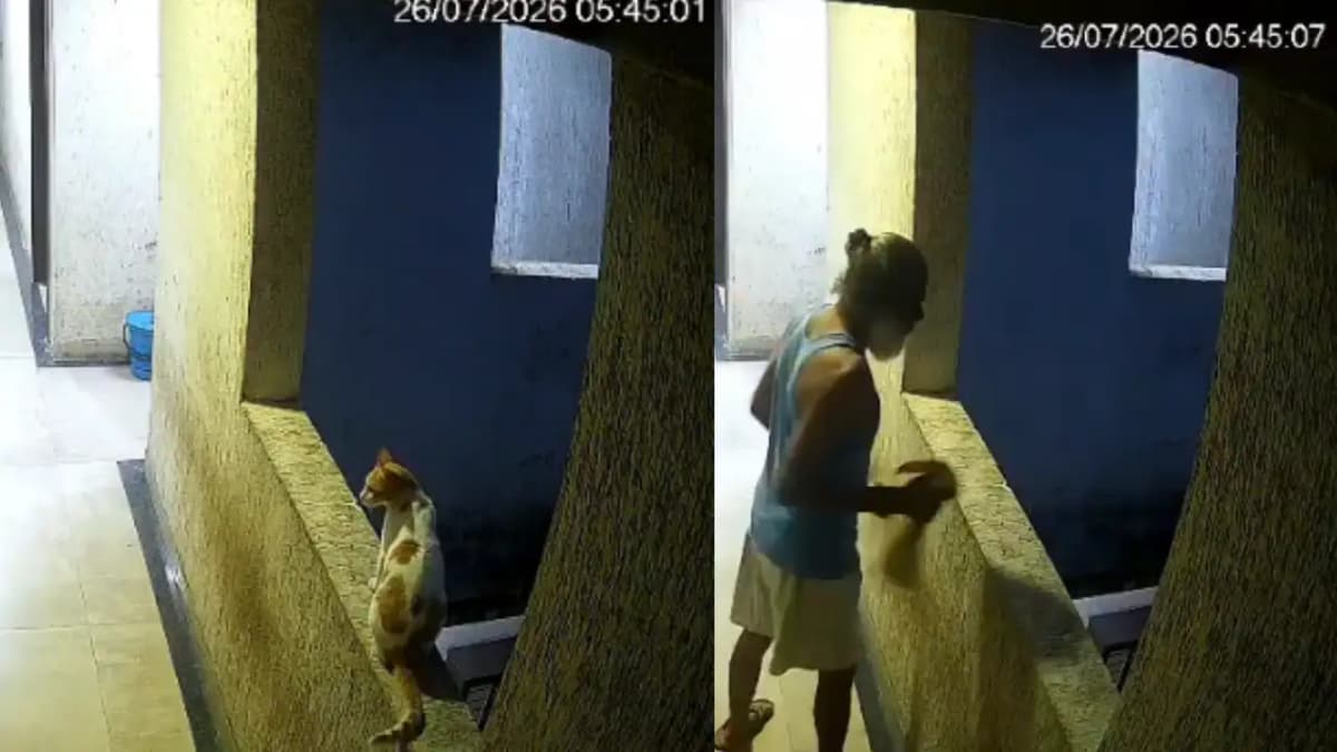 Outrage Erupts After Man Pushes Cat Off 12th Floor in Maharashtra