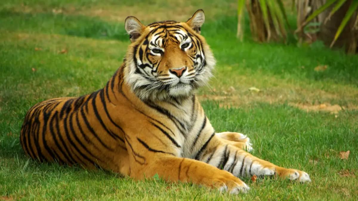 India Celebrates National Tiger Day Amidst Rising Concerns for Big Cats