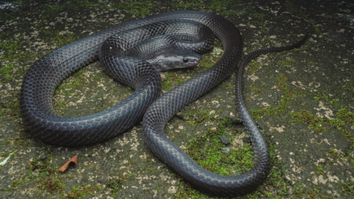 Discovering Lycodon Irwini: The Unique Wolf Snake of Great Nicobar Island