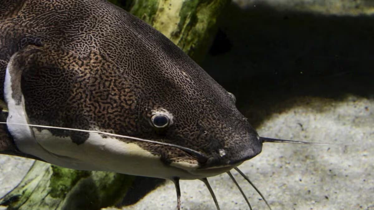 Unraveling Transmissible Cancer: A Surprising Catfish Discovery Raises Questions