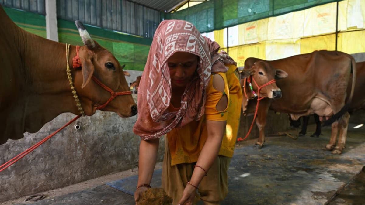 BJP's Sudhanshu Trivedi Claims Cow Urine Has Medicinal Benefits Amid Debate