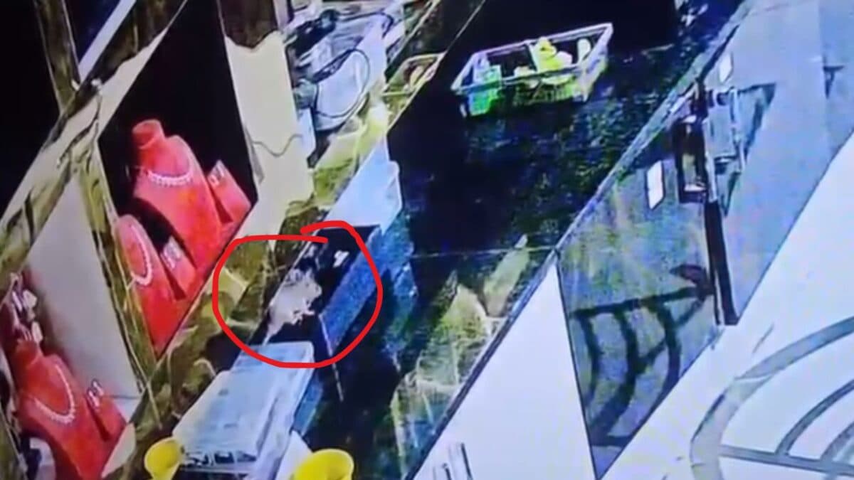 Rat Steals Rs 10 Lakh Diamond Jewellery from Bengaluru Store, CCTV Reveals Thief
