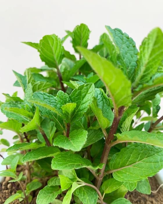 There Are Many Benefits Of Eating Mint