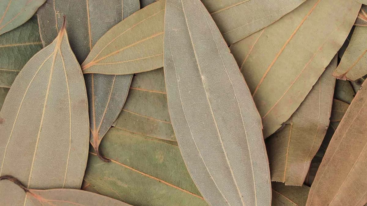Many Health Benefits Of Taking Bay Leaf
