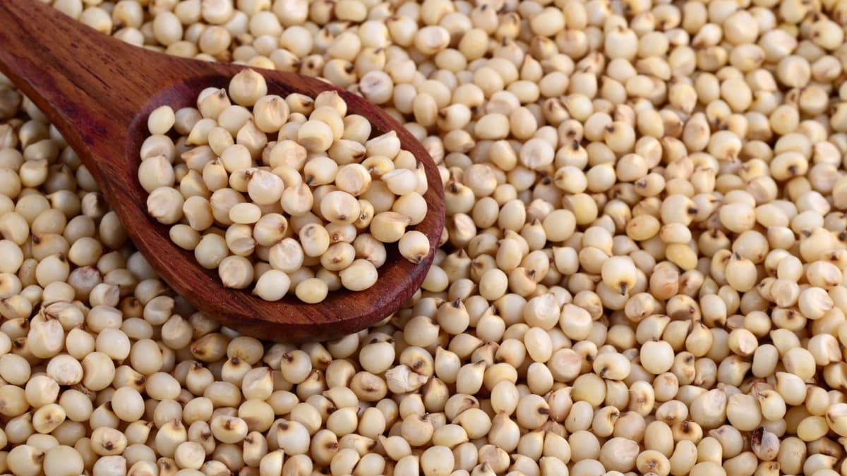 Many Health Benefits Of Eating Sorghum