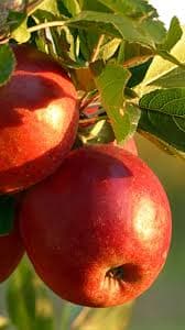 Easy Tips To Spot Real Apples Vs Fake Apples