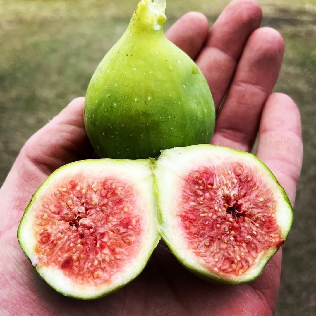 Health Benefits Of Anjeer
