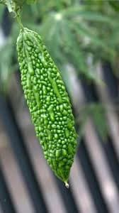 Benefits Of Drinking Bitter Gourd Juice