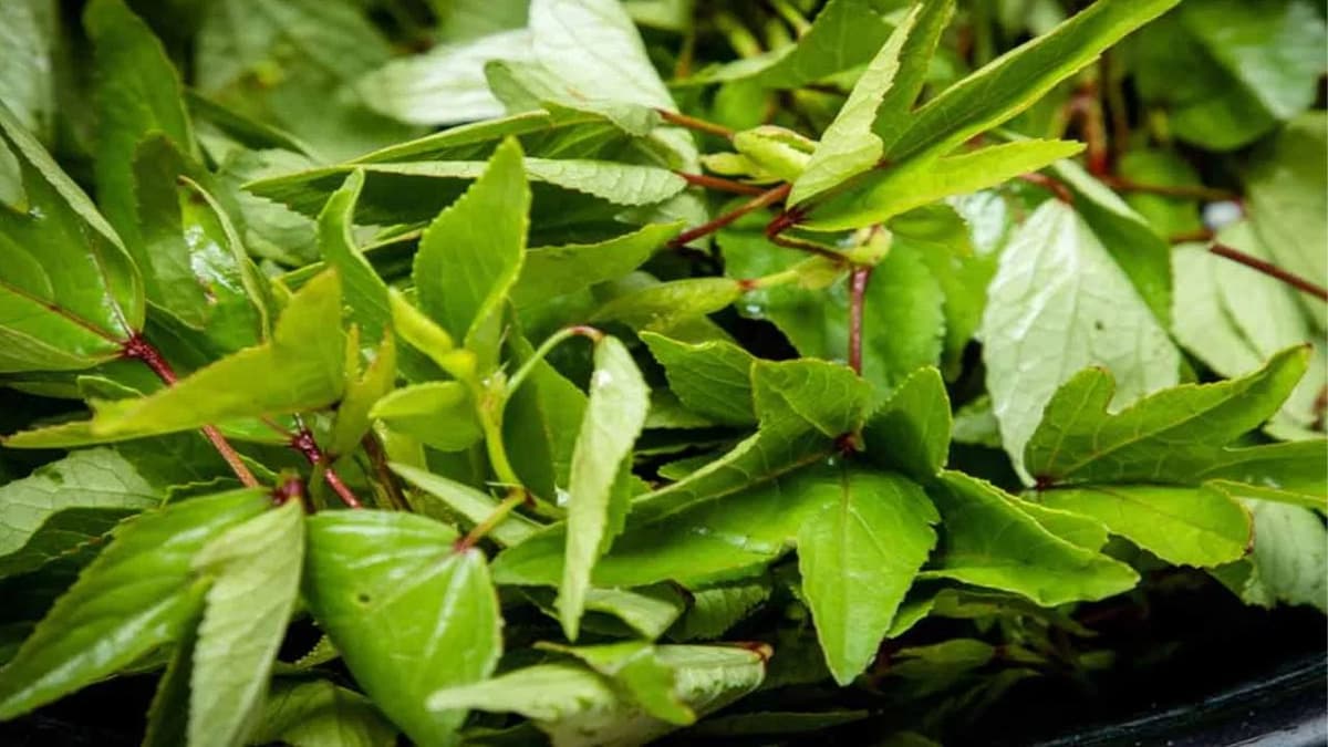 Benefits Of Gongura