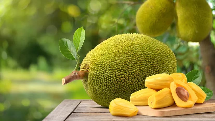 Jackfruit Health Benefits