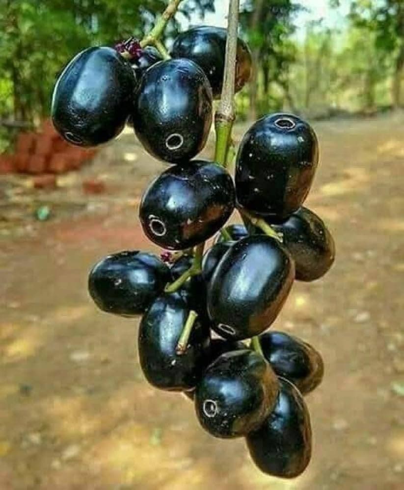 Benefits Of Jamun Fruit