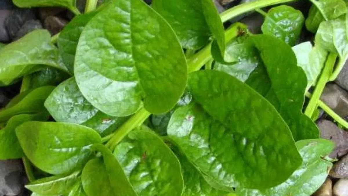 Benefits Of Spinach