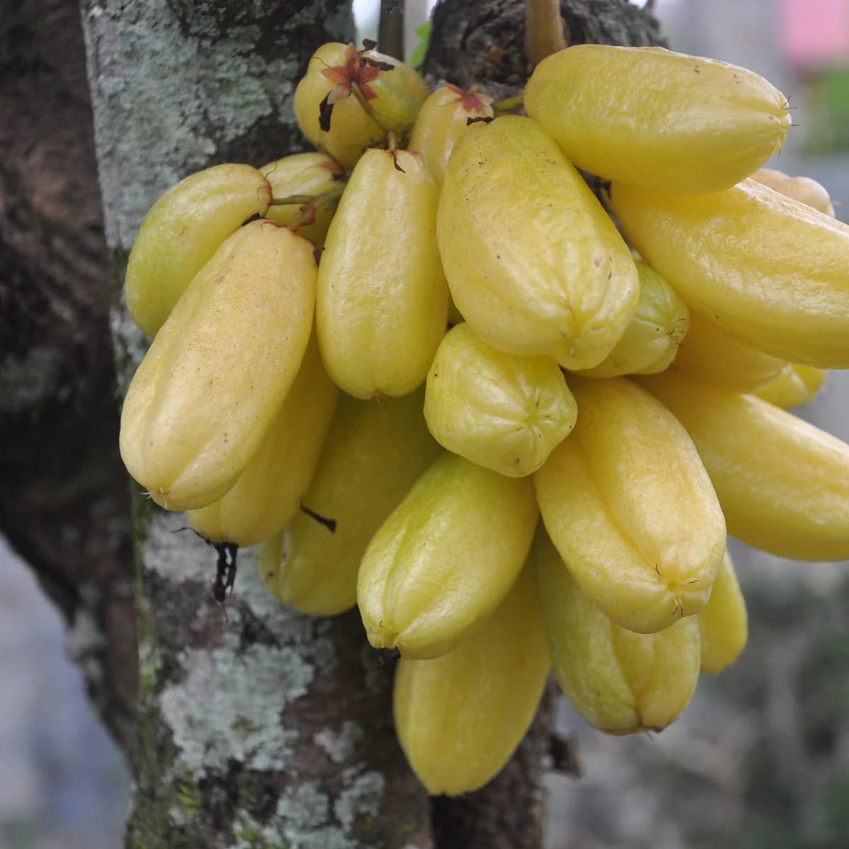Bilimbi Fruit Benefits