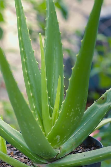 Health Know Side Effects Of Consuming Aloe Vera