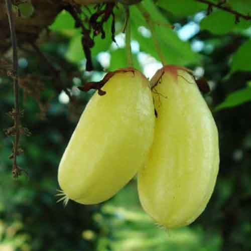 Bilimbi Health Benefits