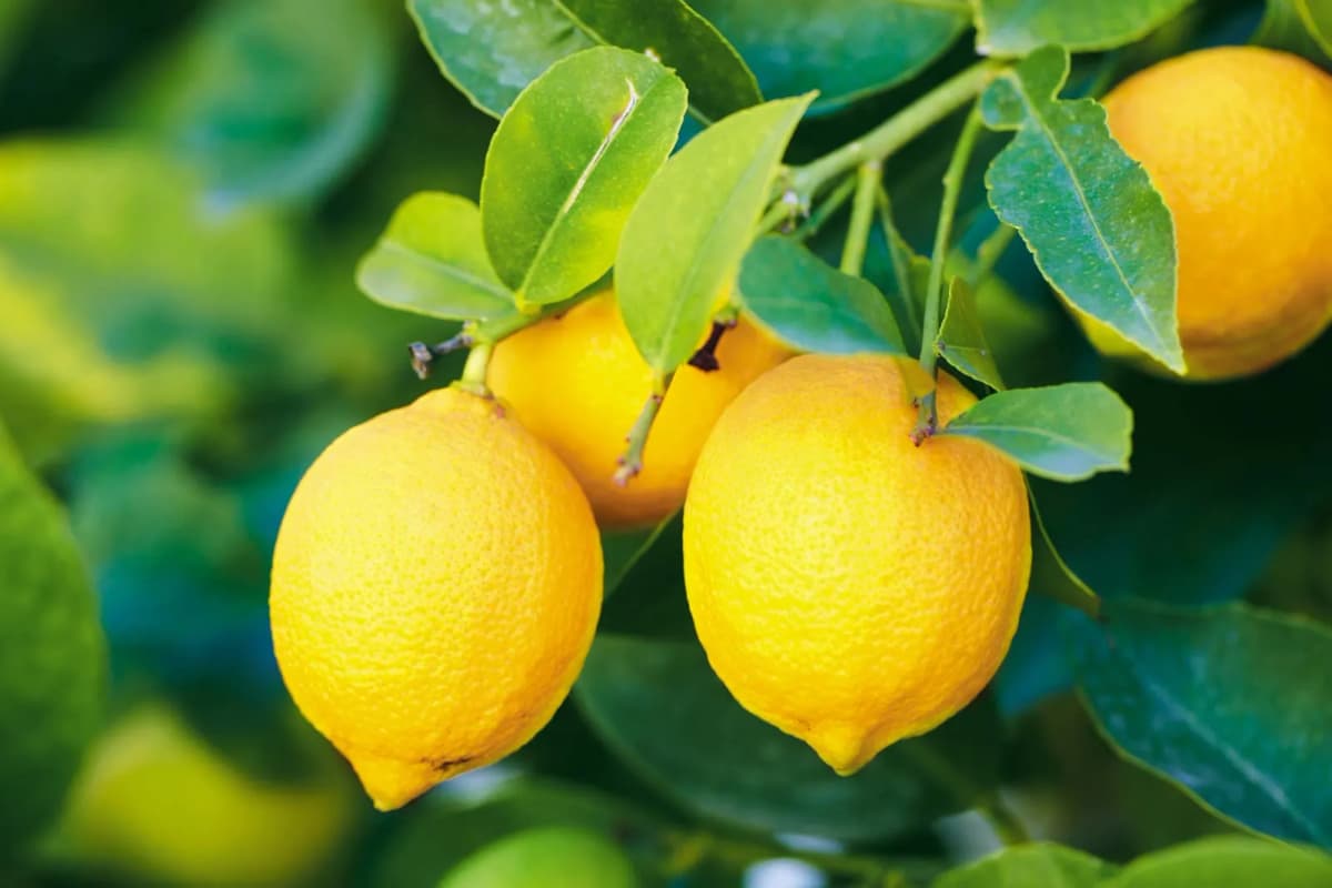 Lemon Benefits Health