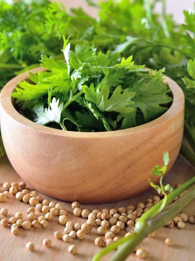Coriander Health Benefits