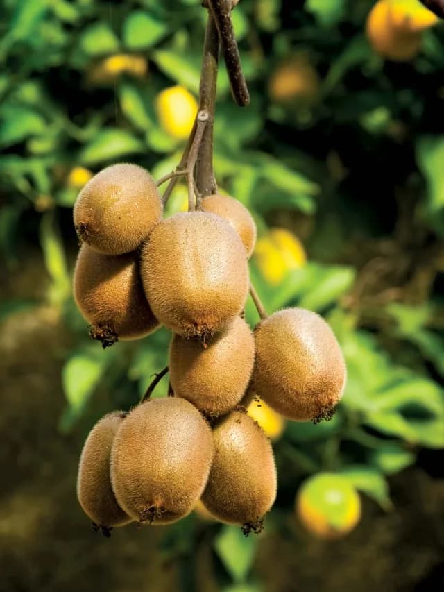 Kiwi Fruits