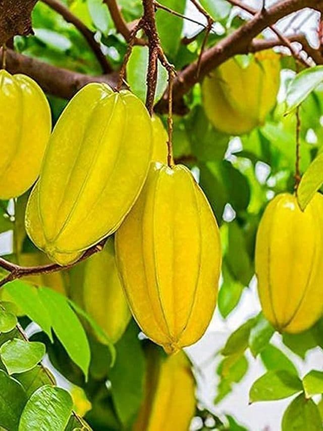 Star Fruits