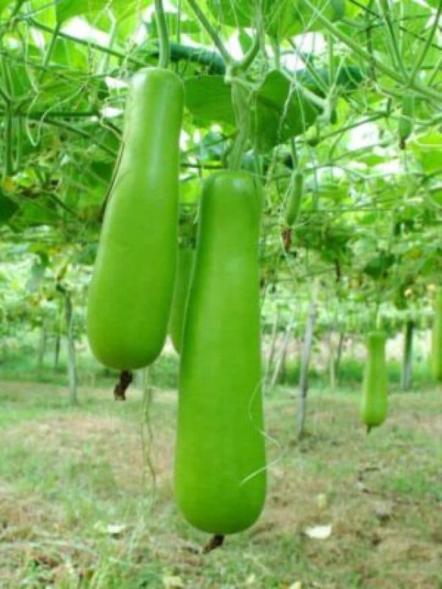 Bottle Gourd