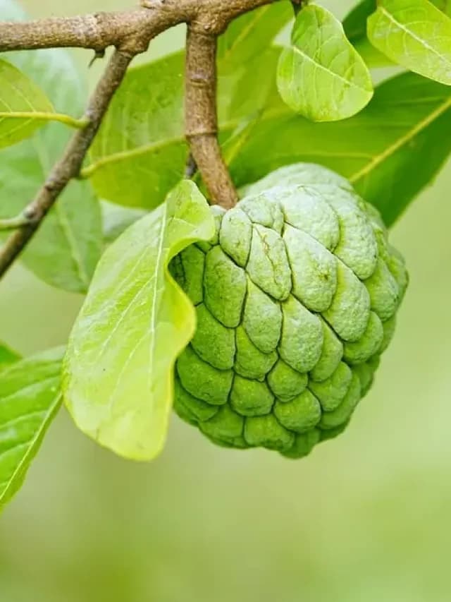 Custard Apple