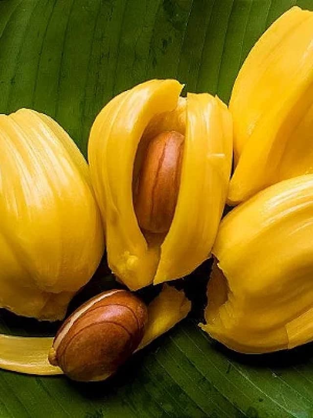 Jack Fruit Benefits