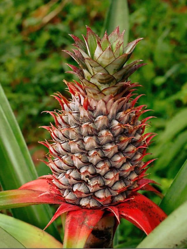 Pineapple Health Benefits