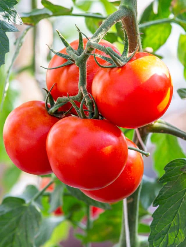 Tomato