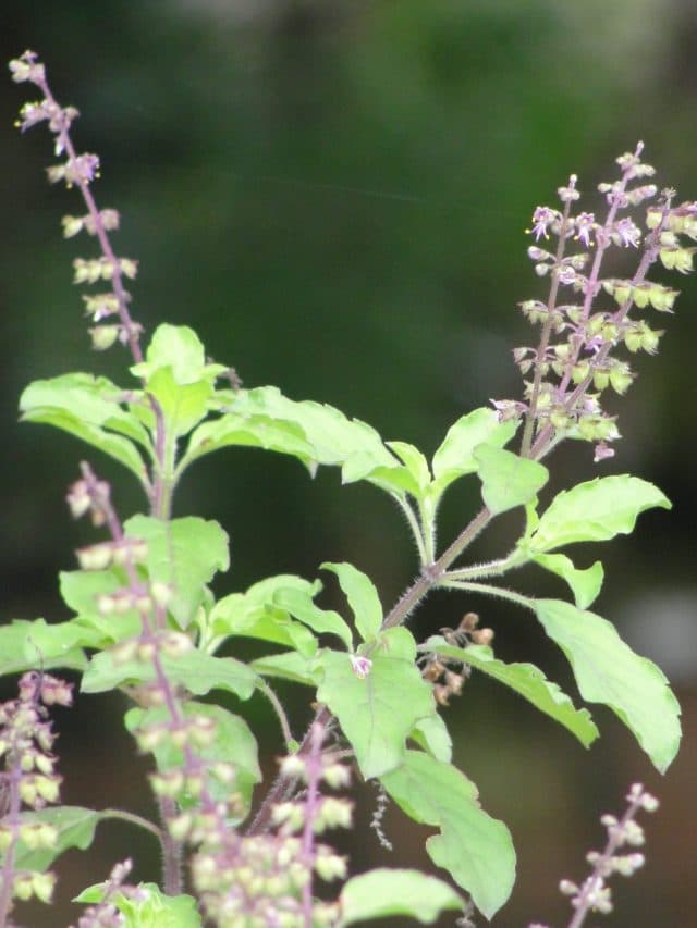 Tulsi Leaves Benefits