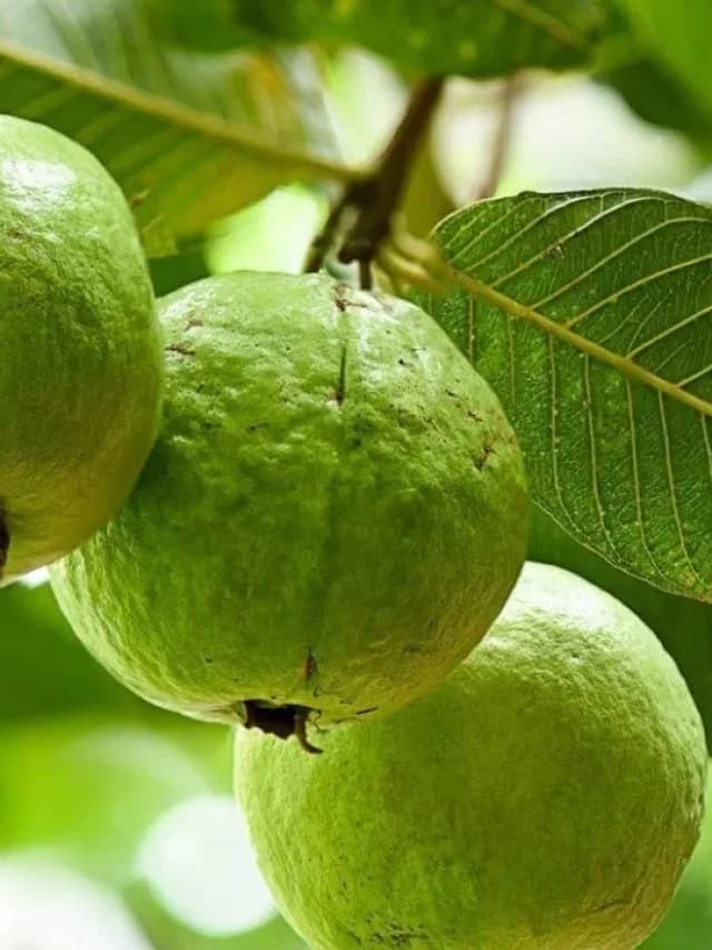 Guava