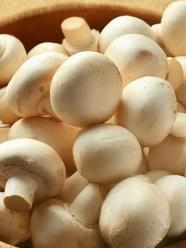 Benifits Of Mushrooms