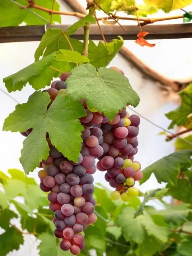 Red Grapes Benefits