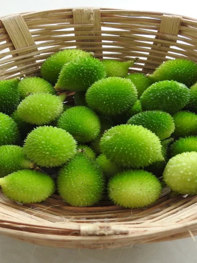 Spiny Gourd