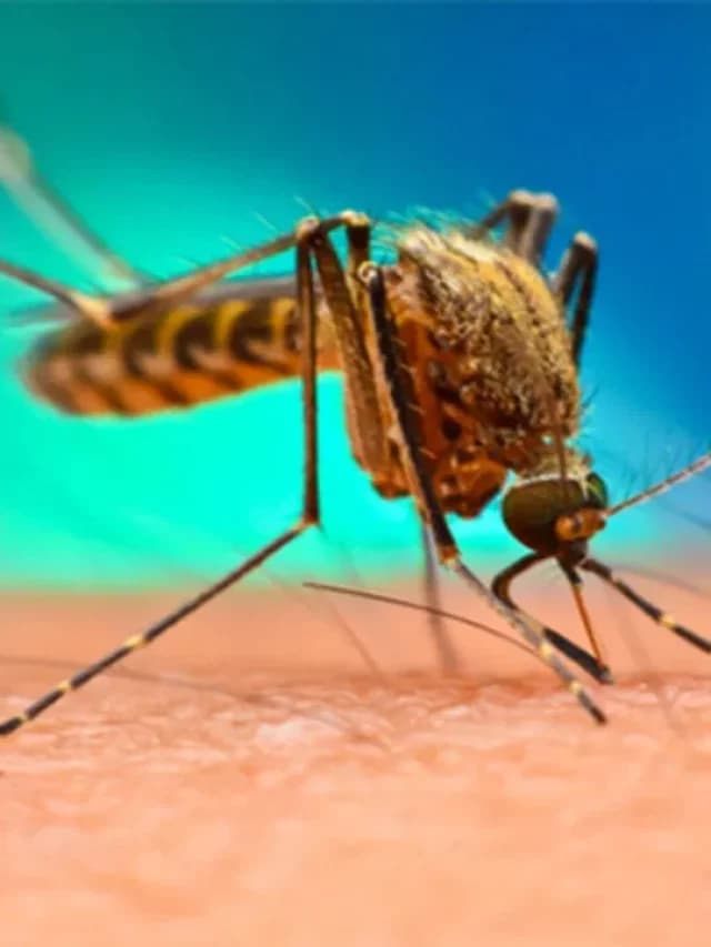 Chikungunya Symptoms