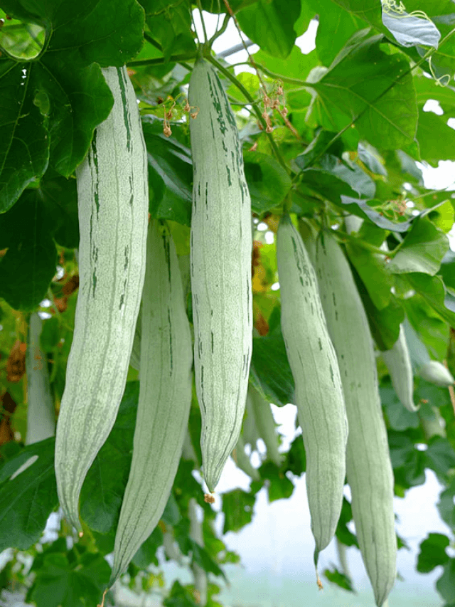 Snake Gourd